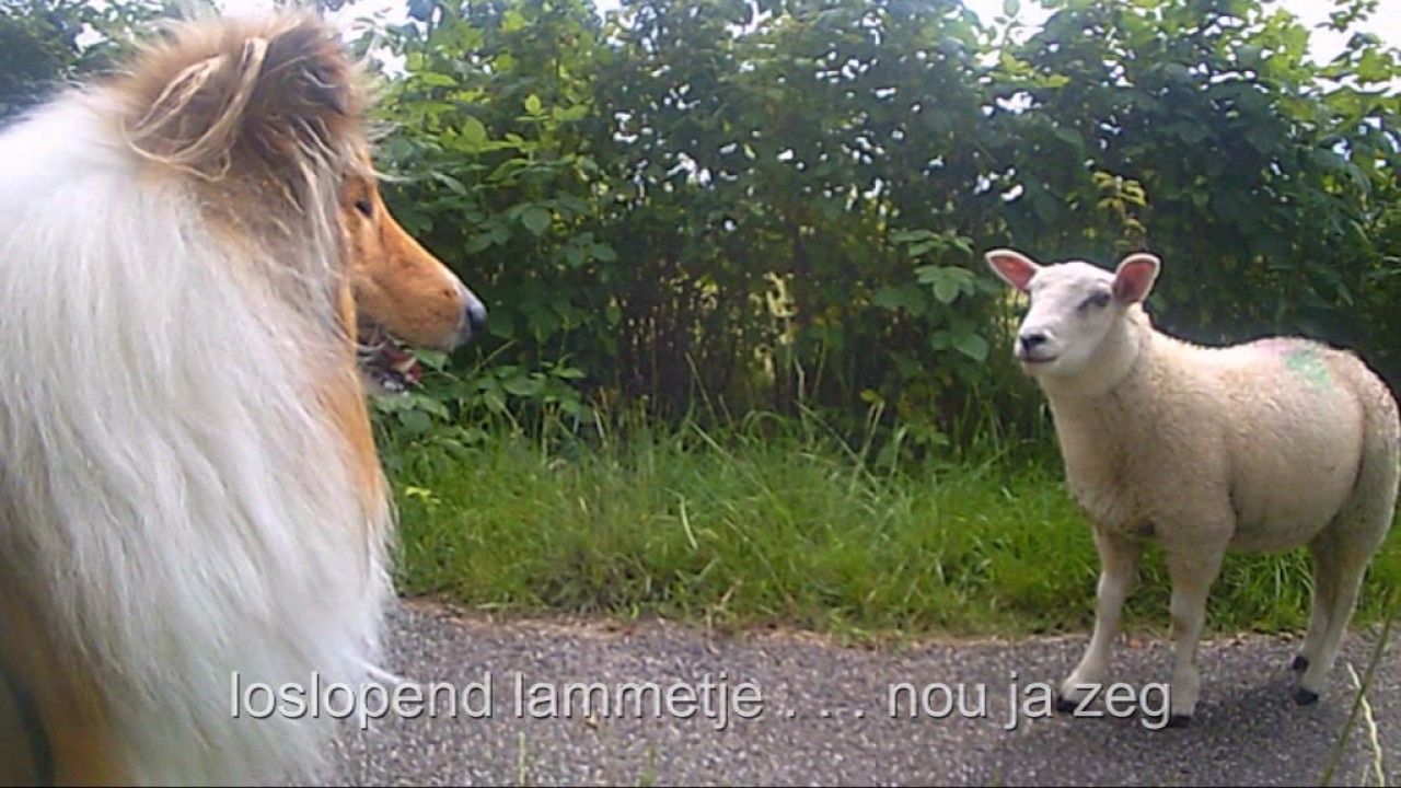 Schotse Collie Max ontmoet lammetje bij curringherveld in Kornhorn