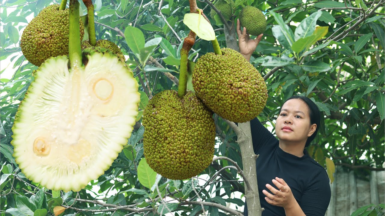 Cambodian cooking jack fruit recipe | Khmer jackfruit with chicken recipes
