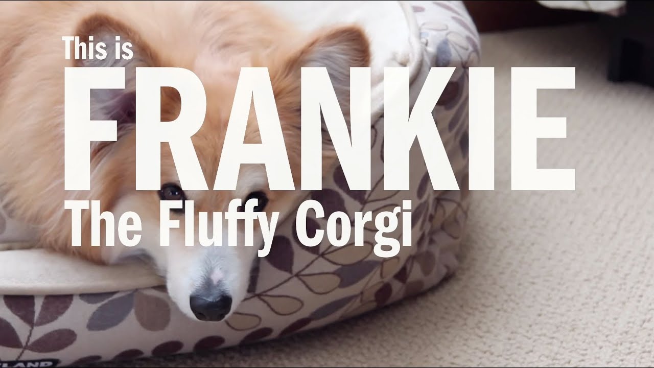 Introducing Frankie the Fluffy Pembroke Welsh Corgi
