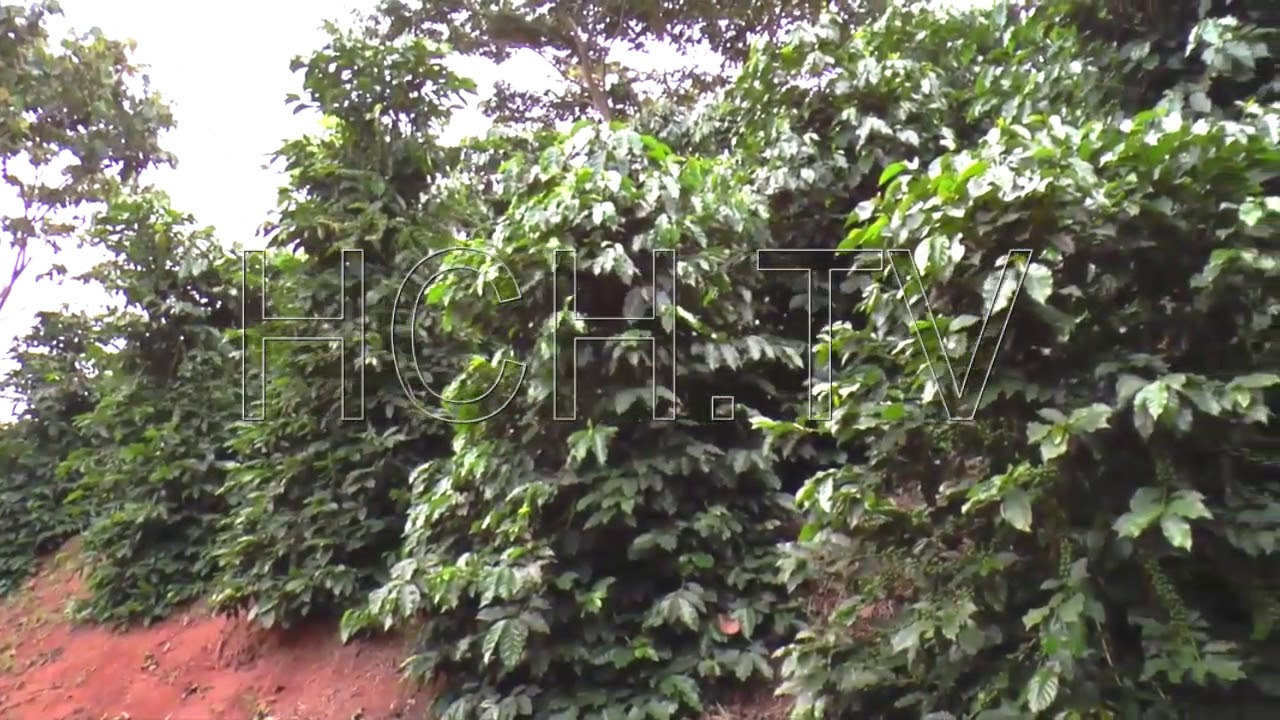 Rebosantes de café las fincas en San Nicolás, Santa Bárbara