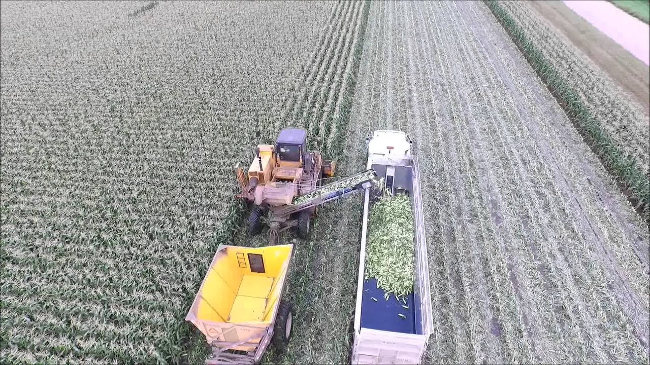 Minnesota Sweet Corn Harvest 2015