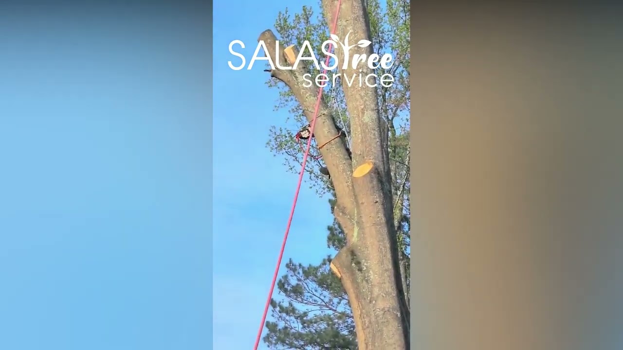 *Expert Tree Services: Trimming, Pruning & Removal for Property Professionals*