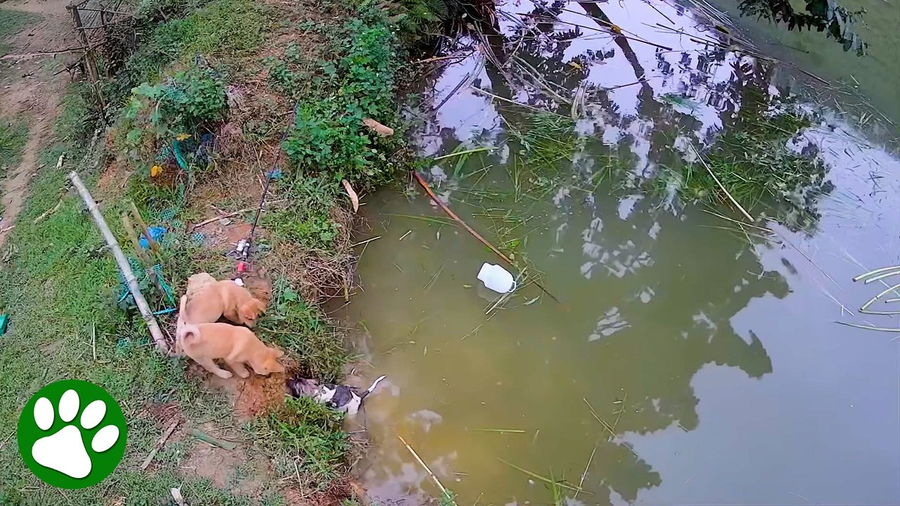 Brave Dogs Rescue Panicked Puppy Stuck in Water 😮❤️🐾