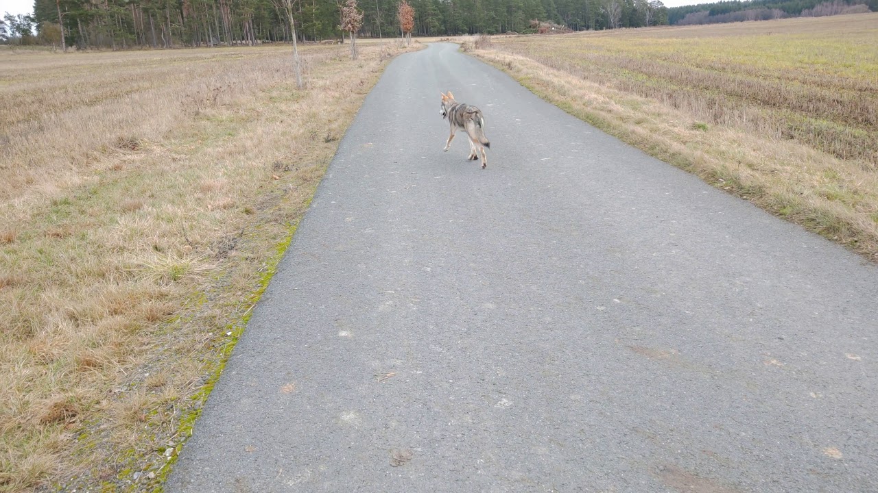 Saarloos wolfdog jumps like a deer