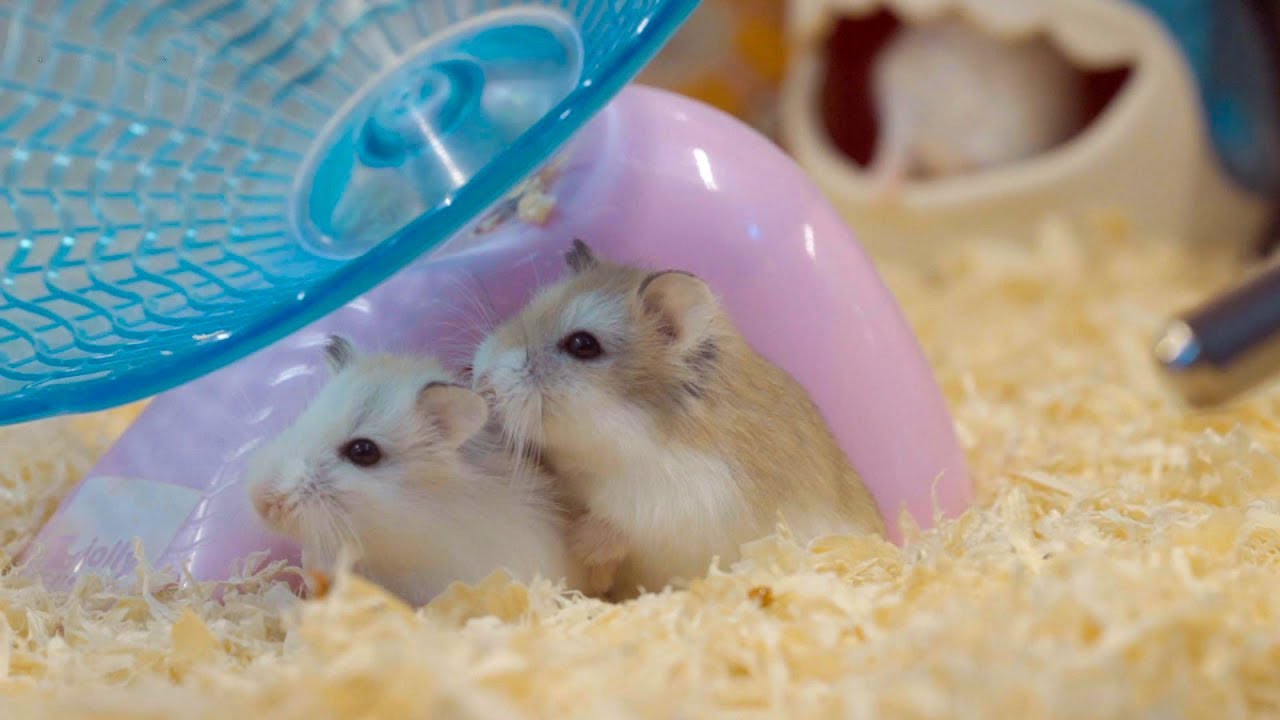 又长大了两窝小鼠 (Roborovski Hamster)