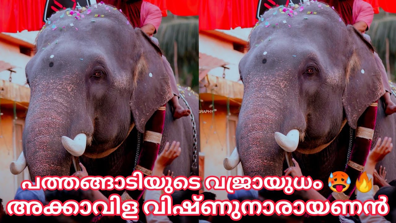 പത്തങ്ങാടിയുടെ വജ്രായുധം അക്കാവിള വിഷ്ണുനാരായണൻ || അക്കാവിള വിഷ്ണുനാരായണൻ || കോട്ടോൽ ഫെസ്റ്റ് 2025