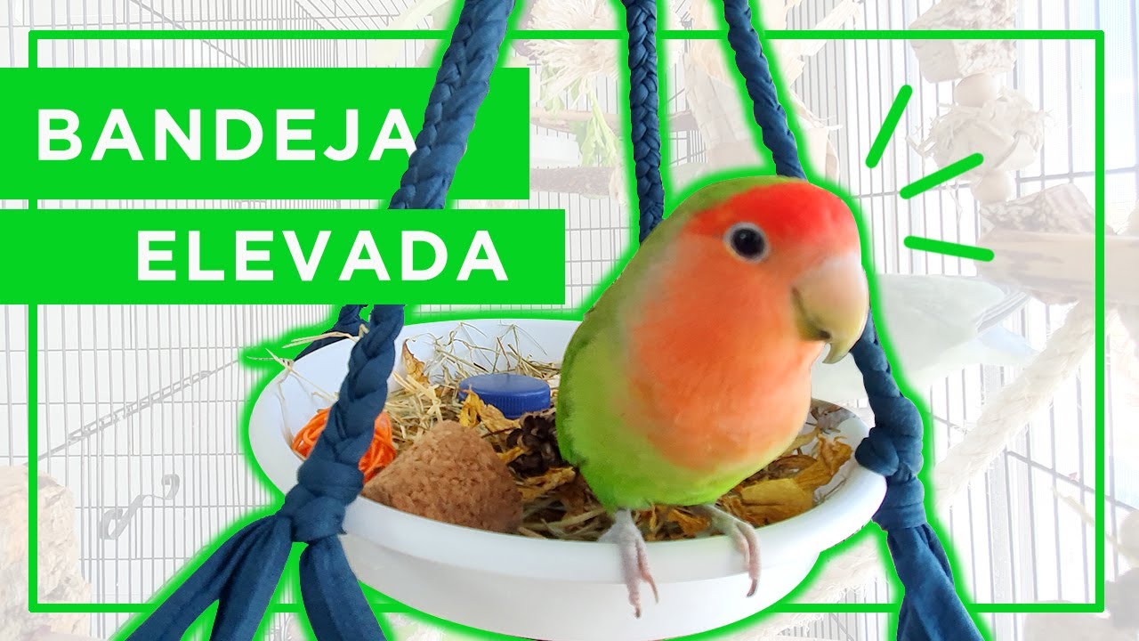 BANDEJA de FORRAJEO colgante ~ IDEAL para la JAULA de pequeños LORITOS 🦜