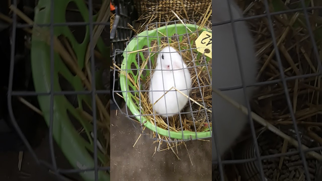 Freemont Nebraska exotic animal auction March 2020