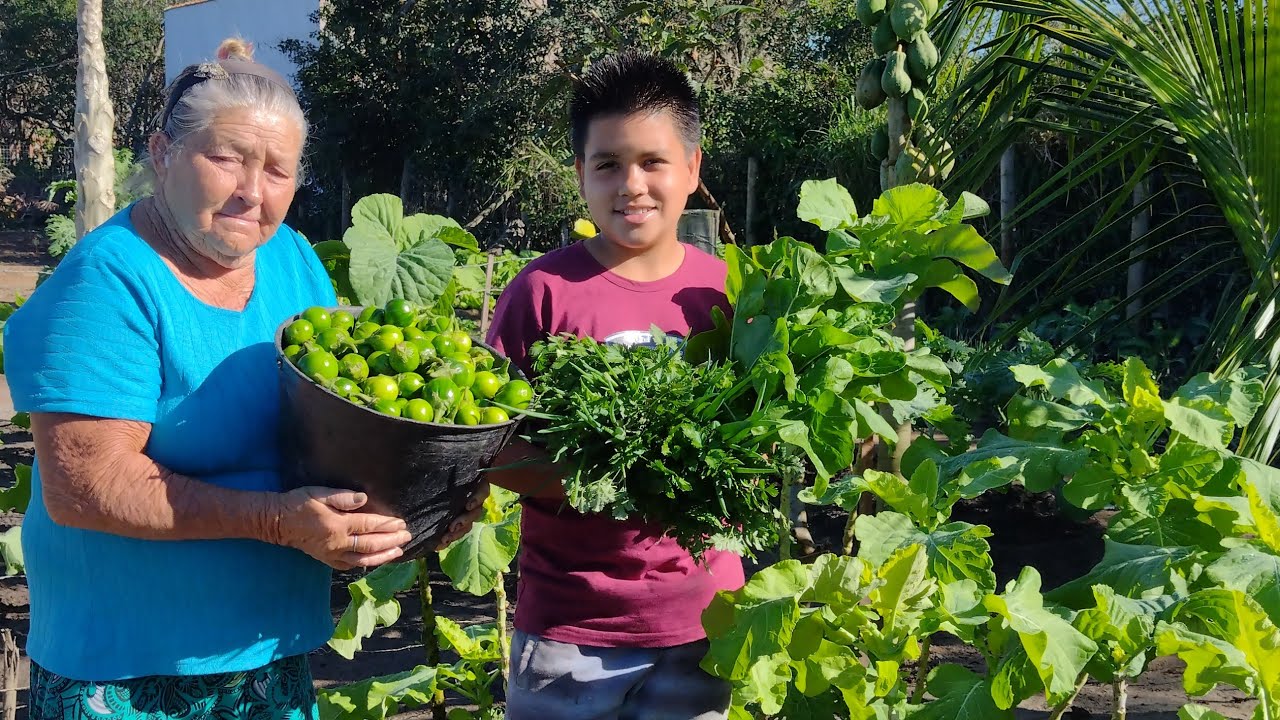 Nossa super colheita de verduras e legumes orgânico
