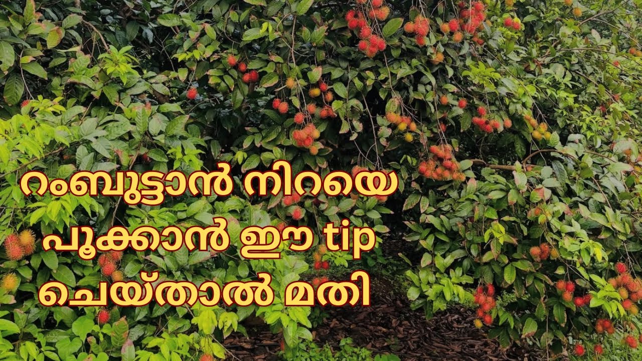ഇങ്ങനെ ചെയ്താൽ റംബുട്ടാൻ നിങ്ങളെ വീട്ടിലും നന്നായി കായ പിടിക്കും@Kisan-stories 