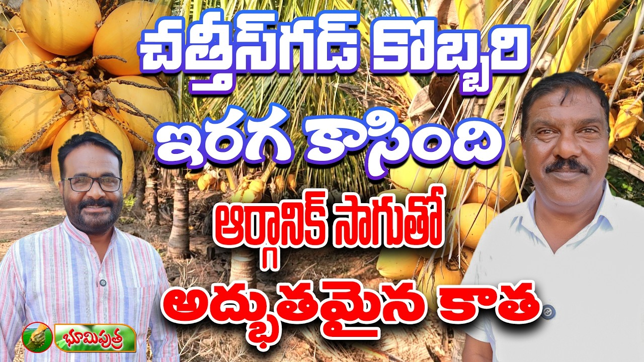 చత్తీస్ గడ్ కొబ్బరి దిగుబడి సూపర్  | lokasani padmareddy coconut farming | bhumiputhra telugu