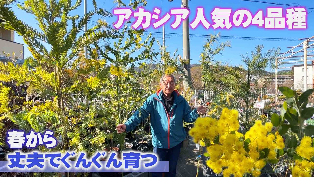 【花と緑のグリーンバレイ】人気のアカシアを育てよう！アカシアミモザ、パールアカシア、ブリスベン、ブルーブッシュ【庭木】