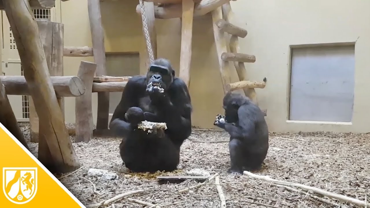 Gorilla-Baby im Krefelder Zoo feiert Taufe