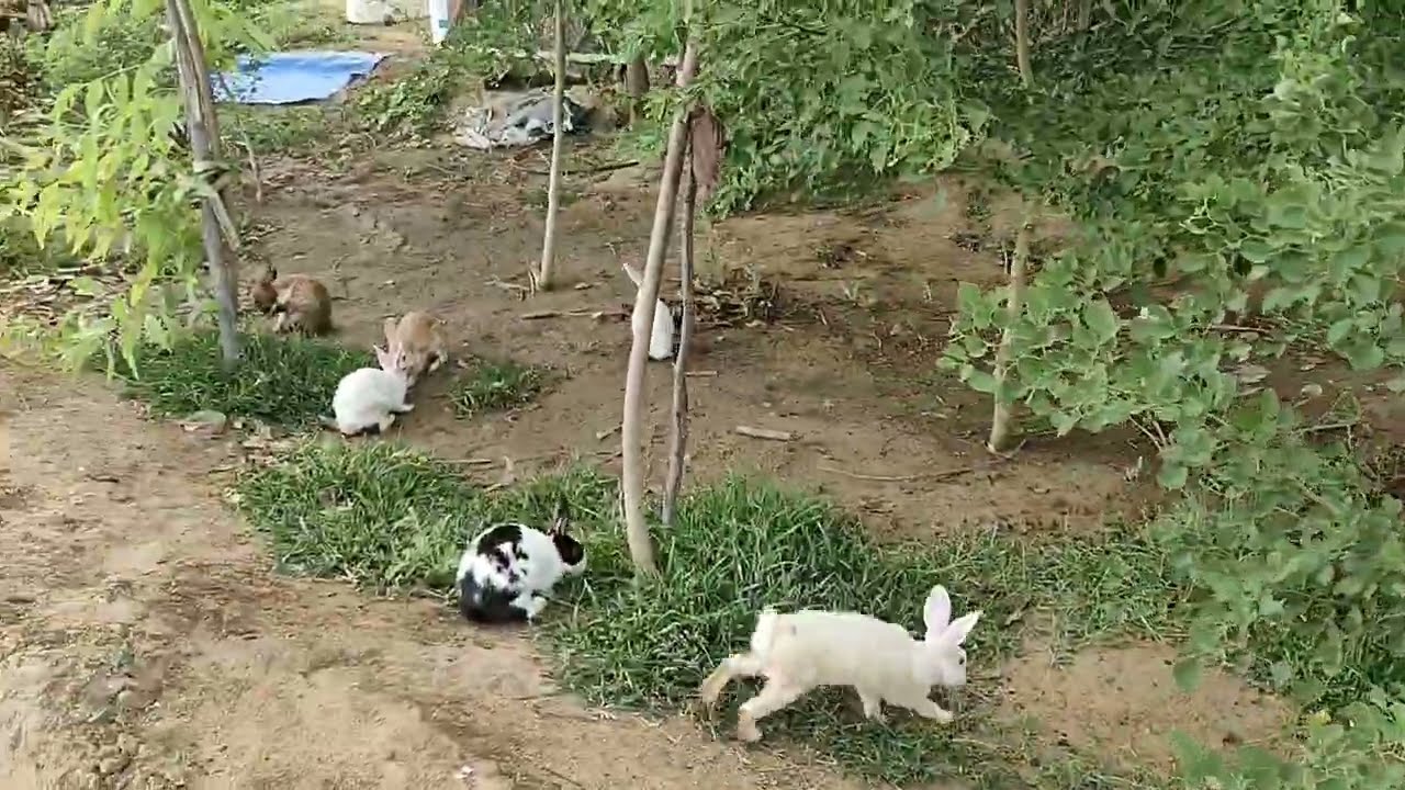 Rabit Ko jab Azad Kiya rabit khargosh ki jankari wild animals marwadi vlog #viral #Rajasthani rabbit