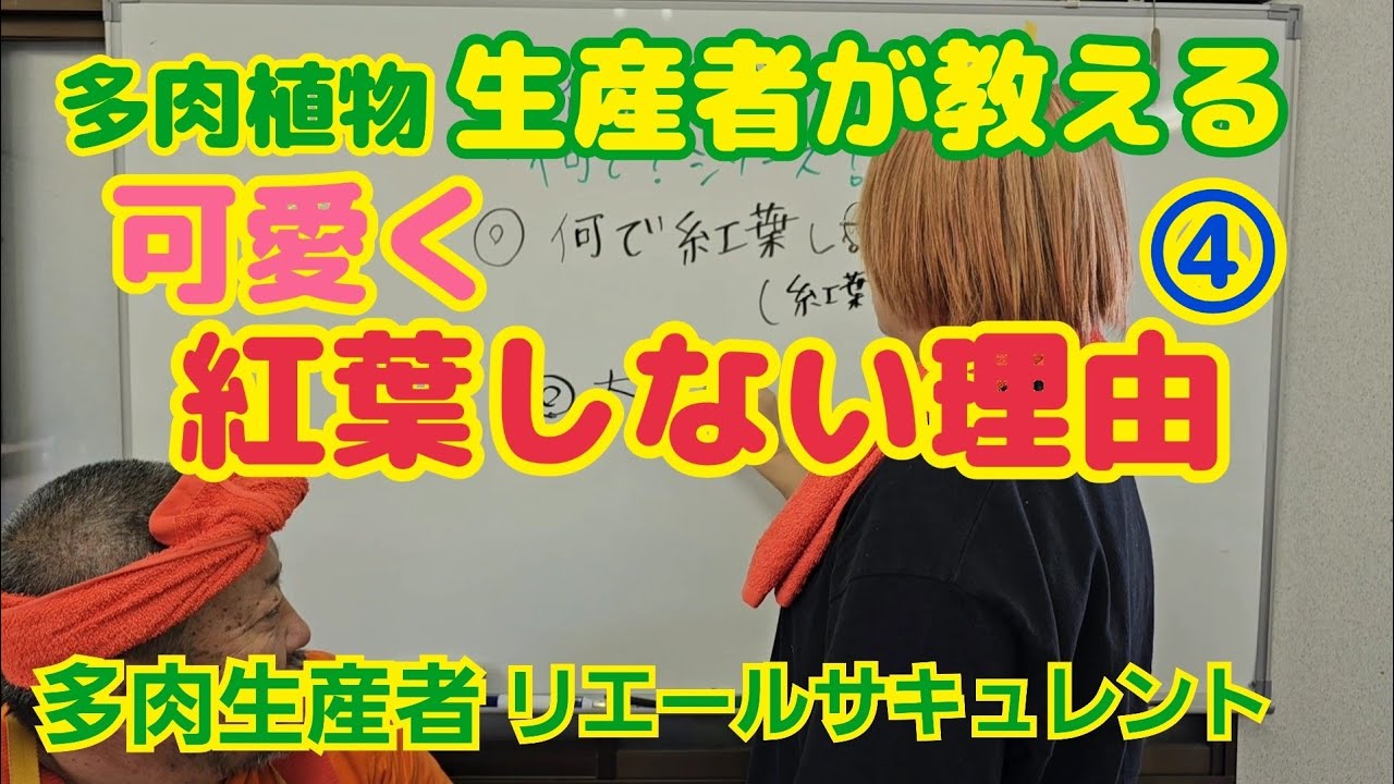 字幕Ver【多肉植物】多肉植物生産者が教える‼️可愛く紅葉しない理由‼️なんでシリーズ④【ガーデニング】2024年7月12日