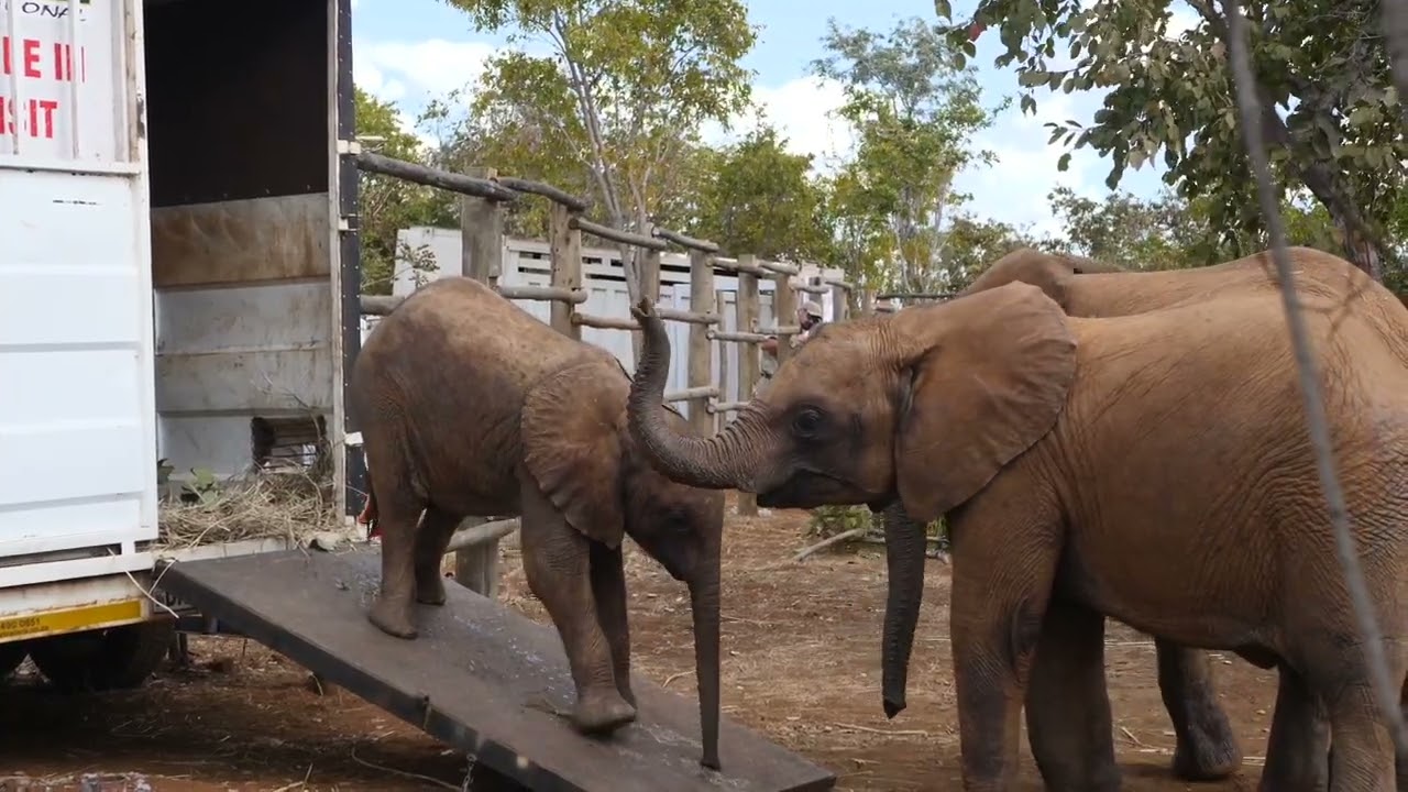 Relocating the Nursery Herd to Lusaka National Park