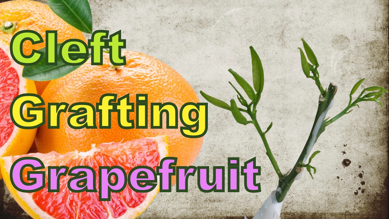 grafting - Cleft Grafting Grapefruit