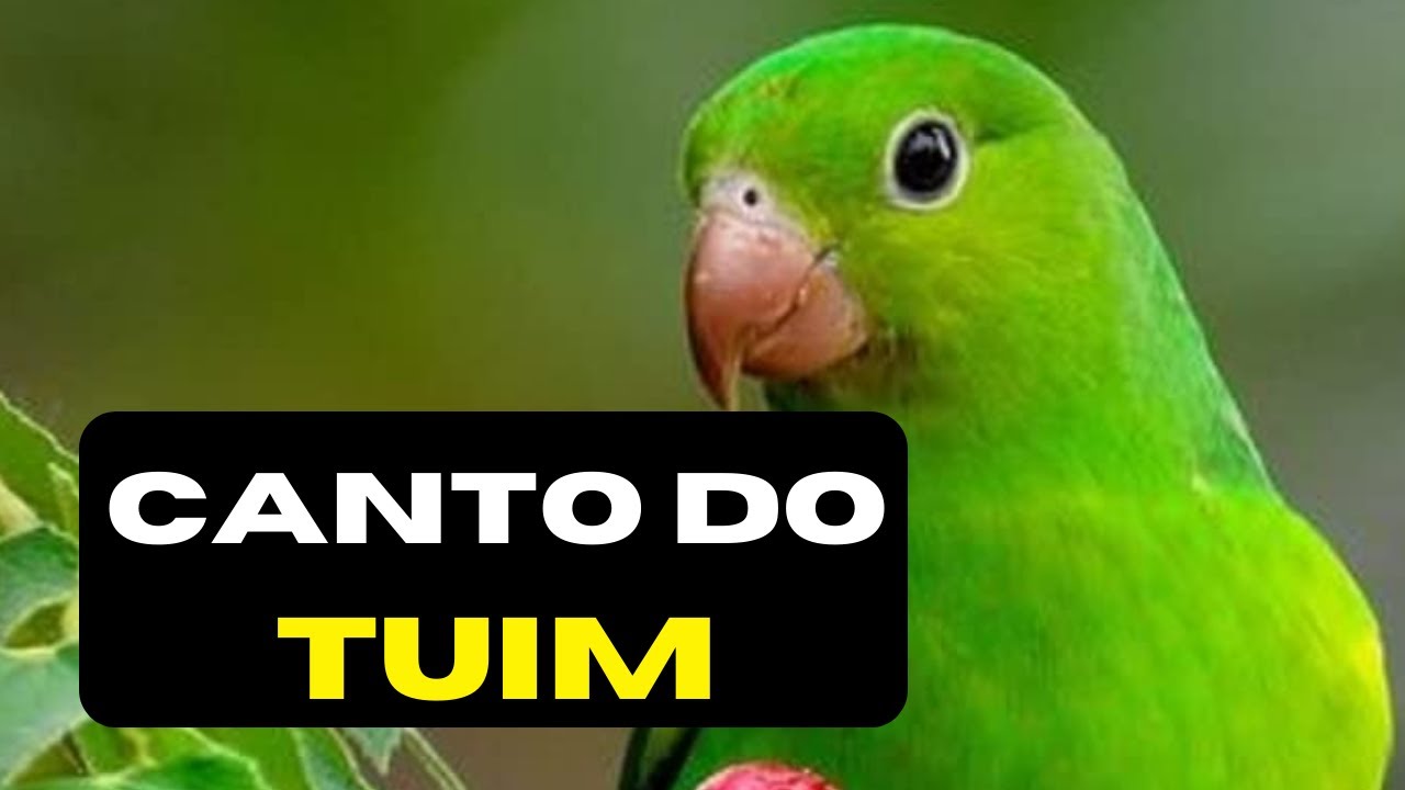 Periquito Tuim Cantando - Canto do Papacu - Chuim - Forpus Xanthopterygius
