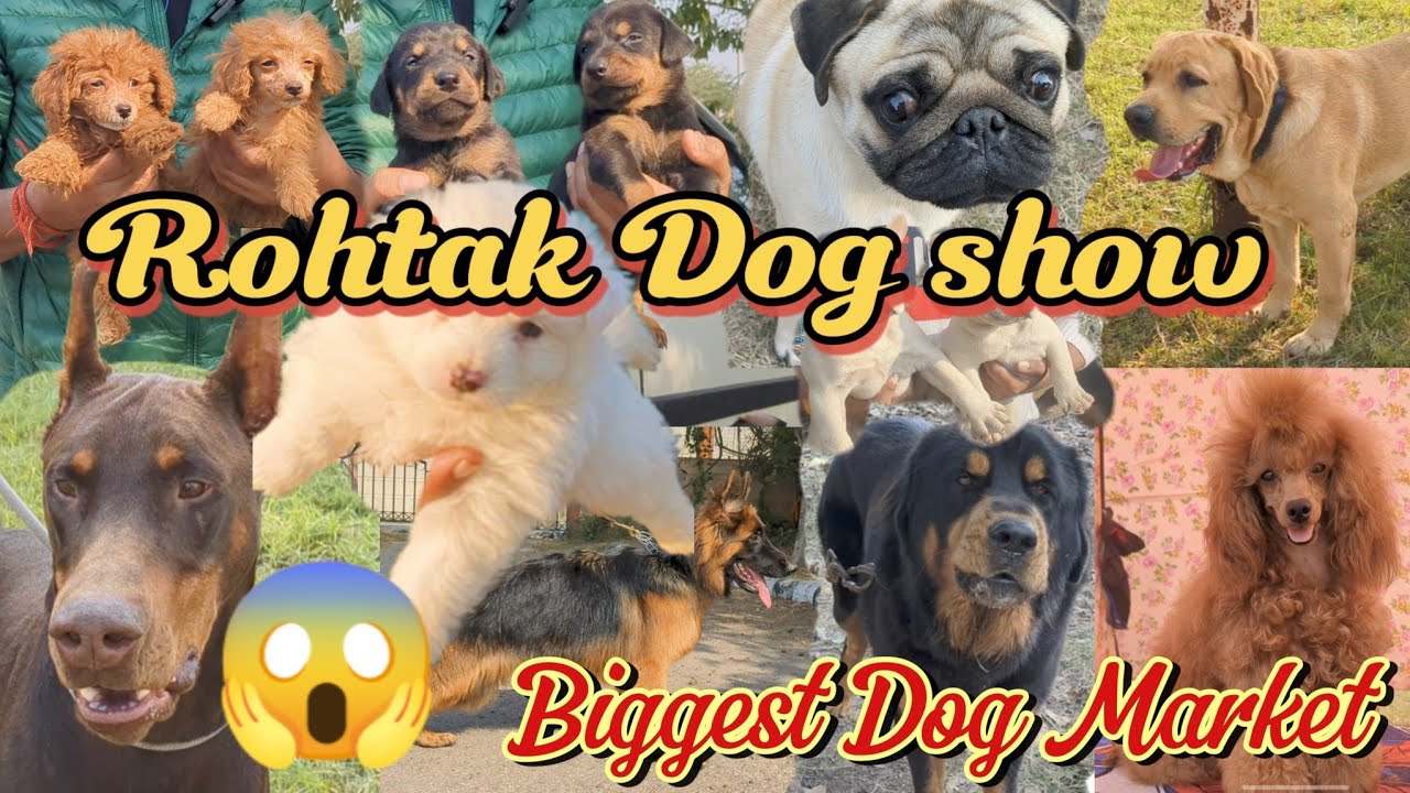🔥Rohtak Dog Show (part -1 )🔥. German shepherd specialist dog show.   🔥(Dog Market)🔥