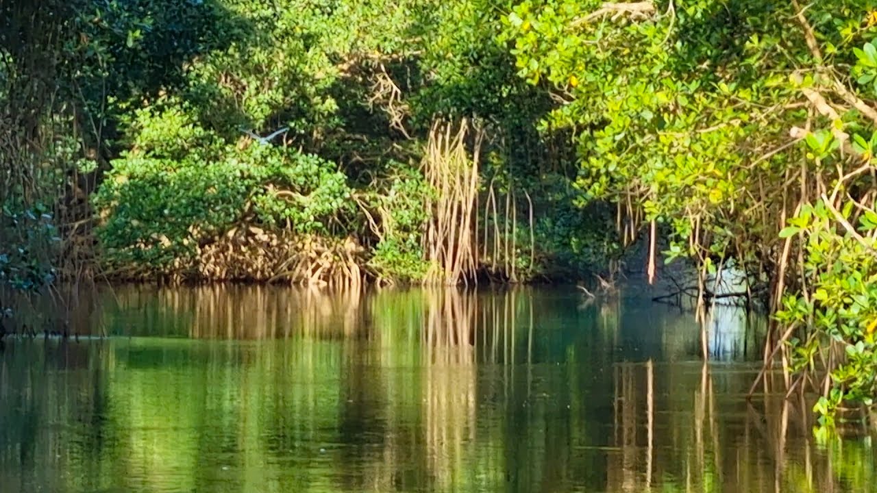 Fishing Exploration - Caroni Swamp/Gulf of Paria/Blue River