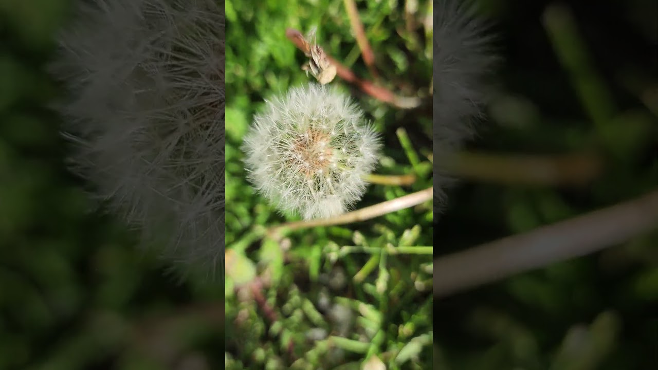 Diente de le&oacute;n #fireworks #diwali #antique #christmas #nature #harley #automobile #birds #navidad