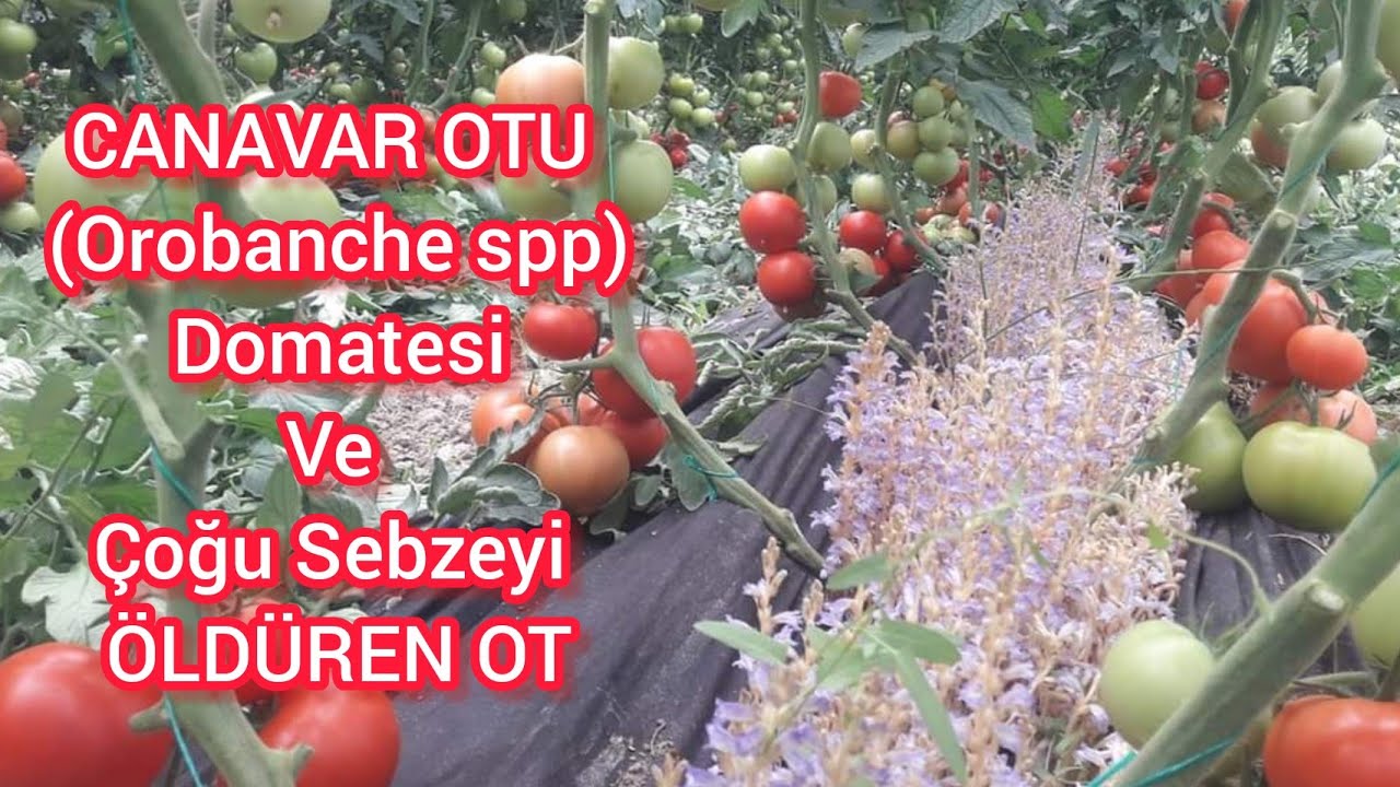 Domatesi Öldüren Ot İçin Acil Önlem Al🍅Canavar Otu -Kanser Otunun Kültürel Ve Kimyasal Çözüm Yolları