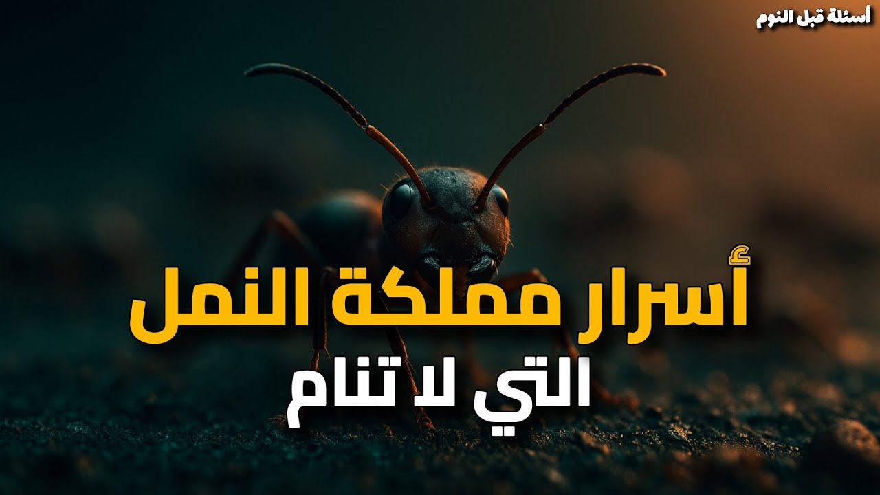 هل ينام النمل ؟ أسرار لا يراها الإنسان تحدث تحت الأرض