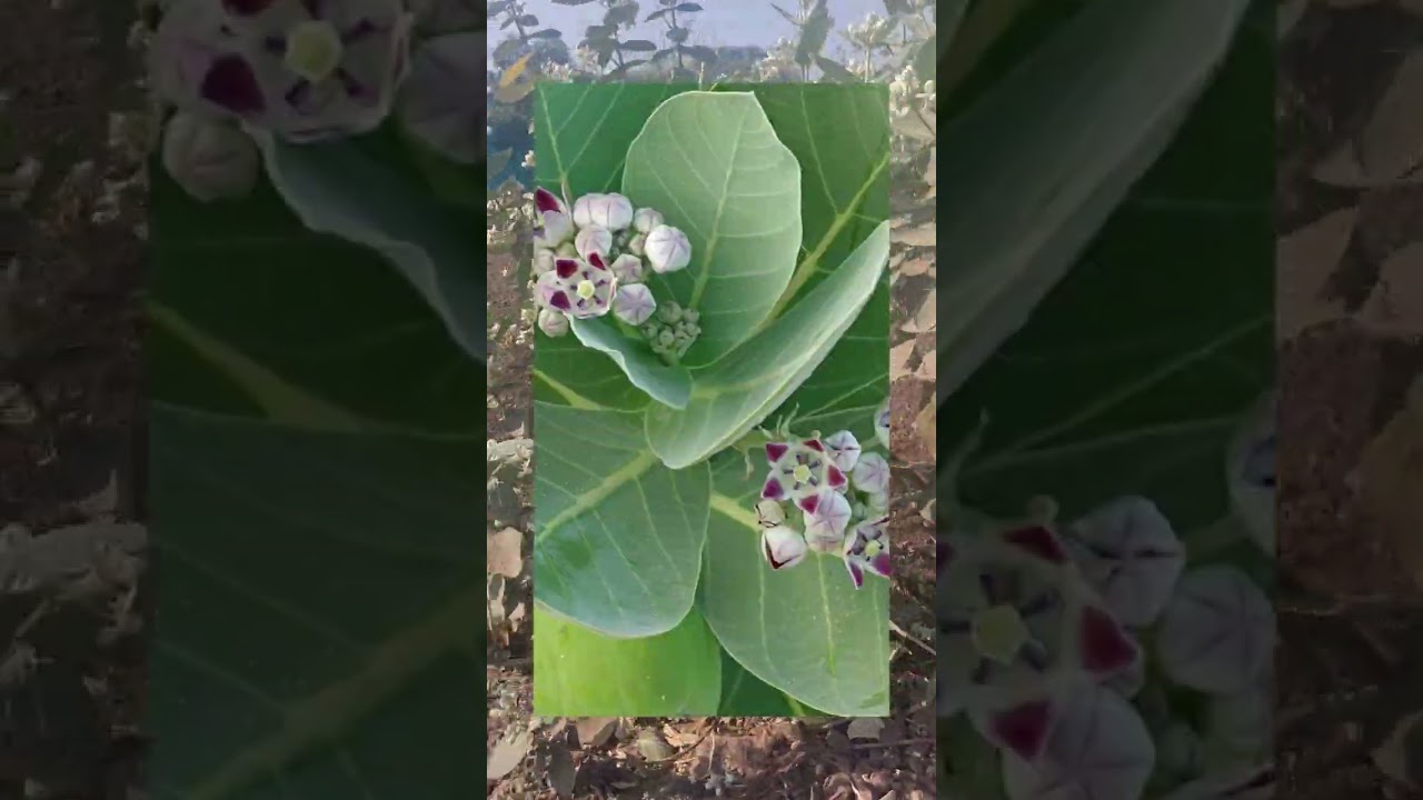 रुई झाडाची माहिती#agriculture #farming# swmi samrth 