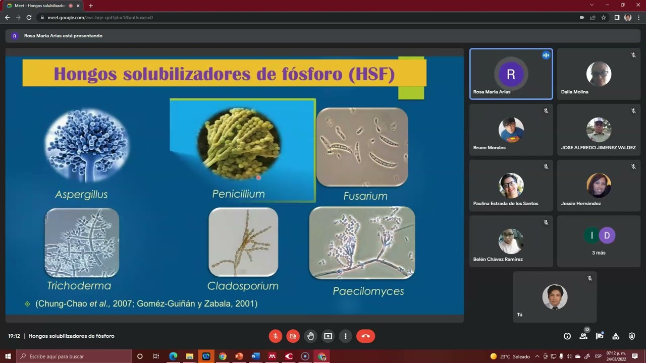 Hongos solubilizadores de fósforo; una estrategia para reducir el uso excesivo de fertilizantes...