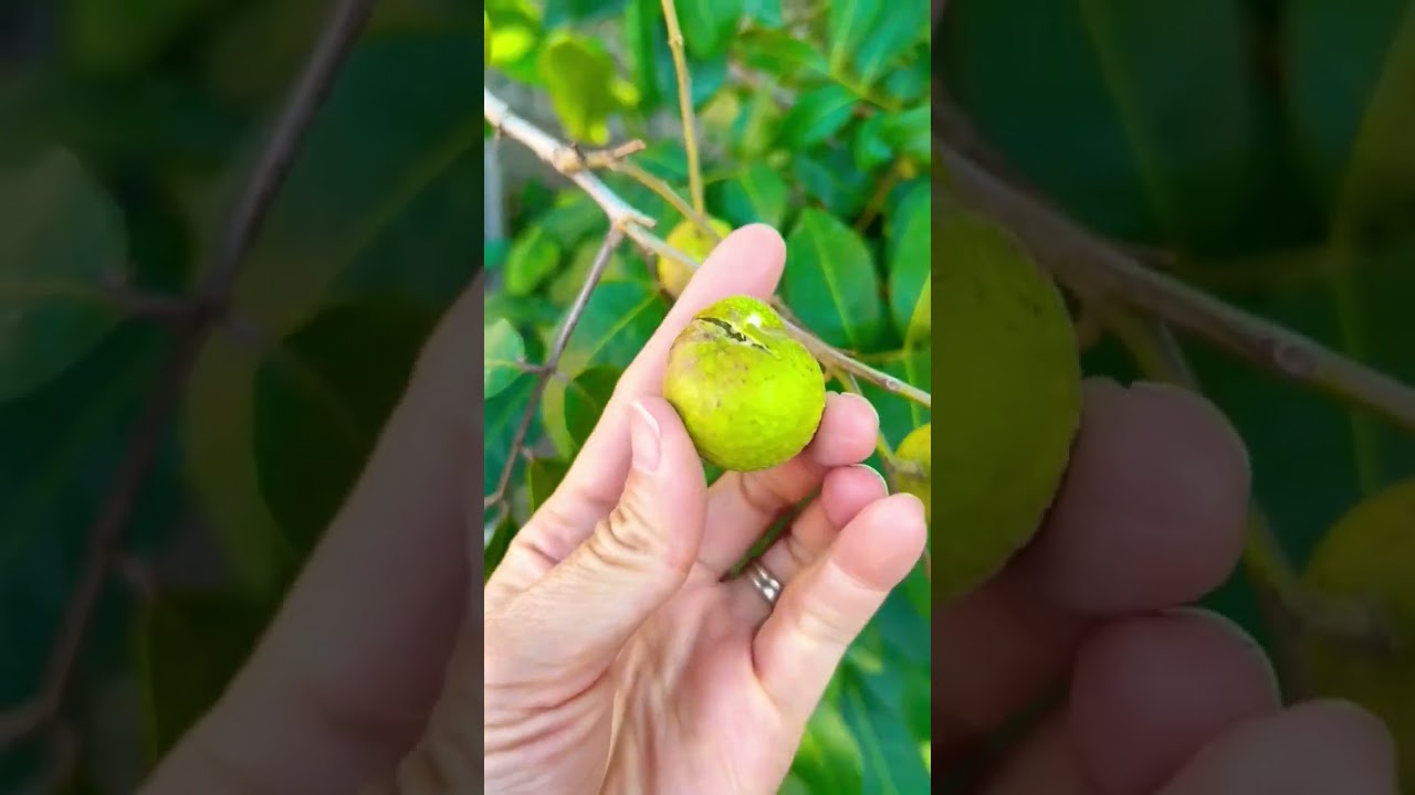LONGAN FRUIT TREE 😍#longan #longantree #tropicaltrees #organicgarden