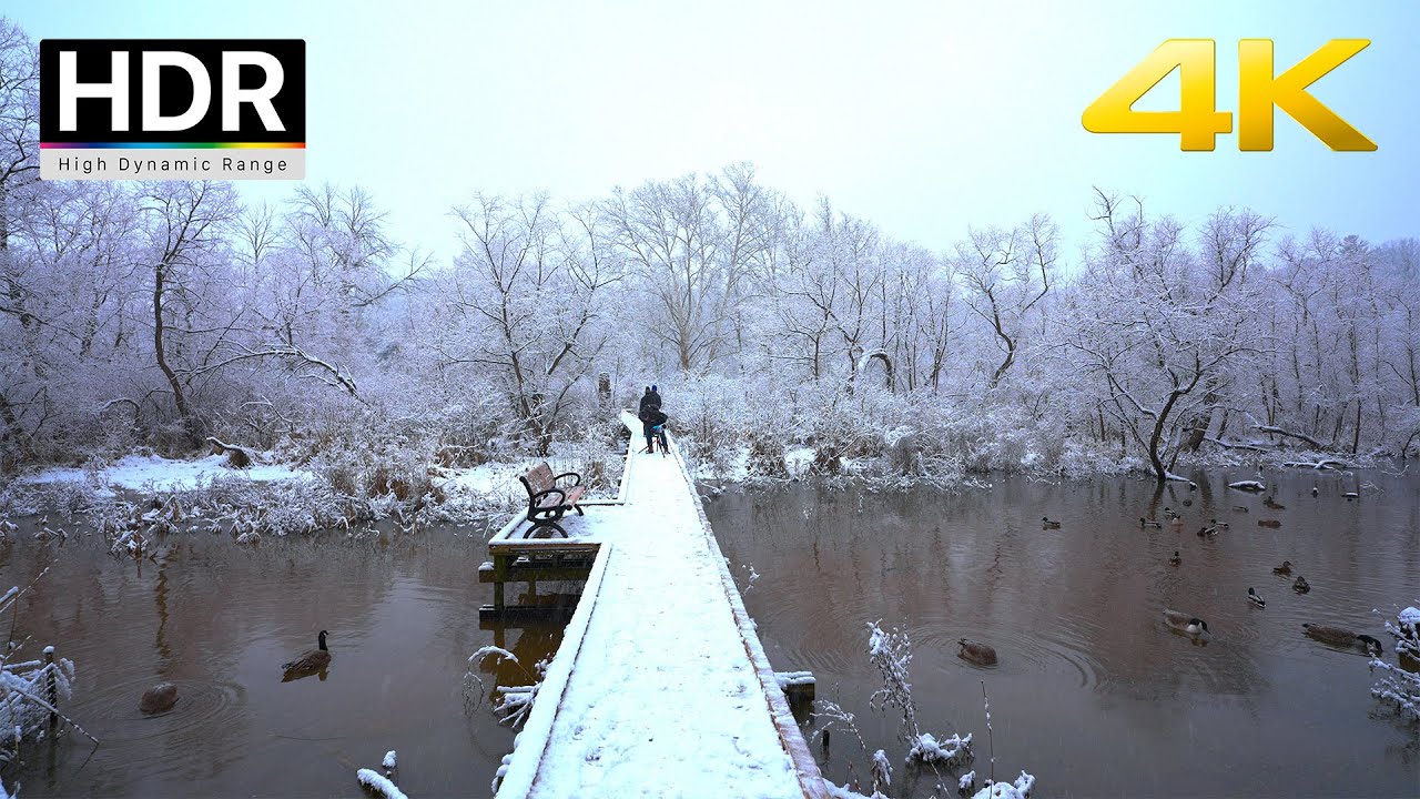 Beautiful Winter Snowfall Walk in Canada with Birds | Ambient Sounds 4K HDR