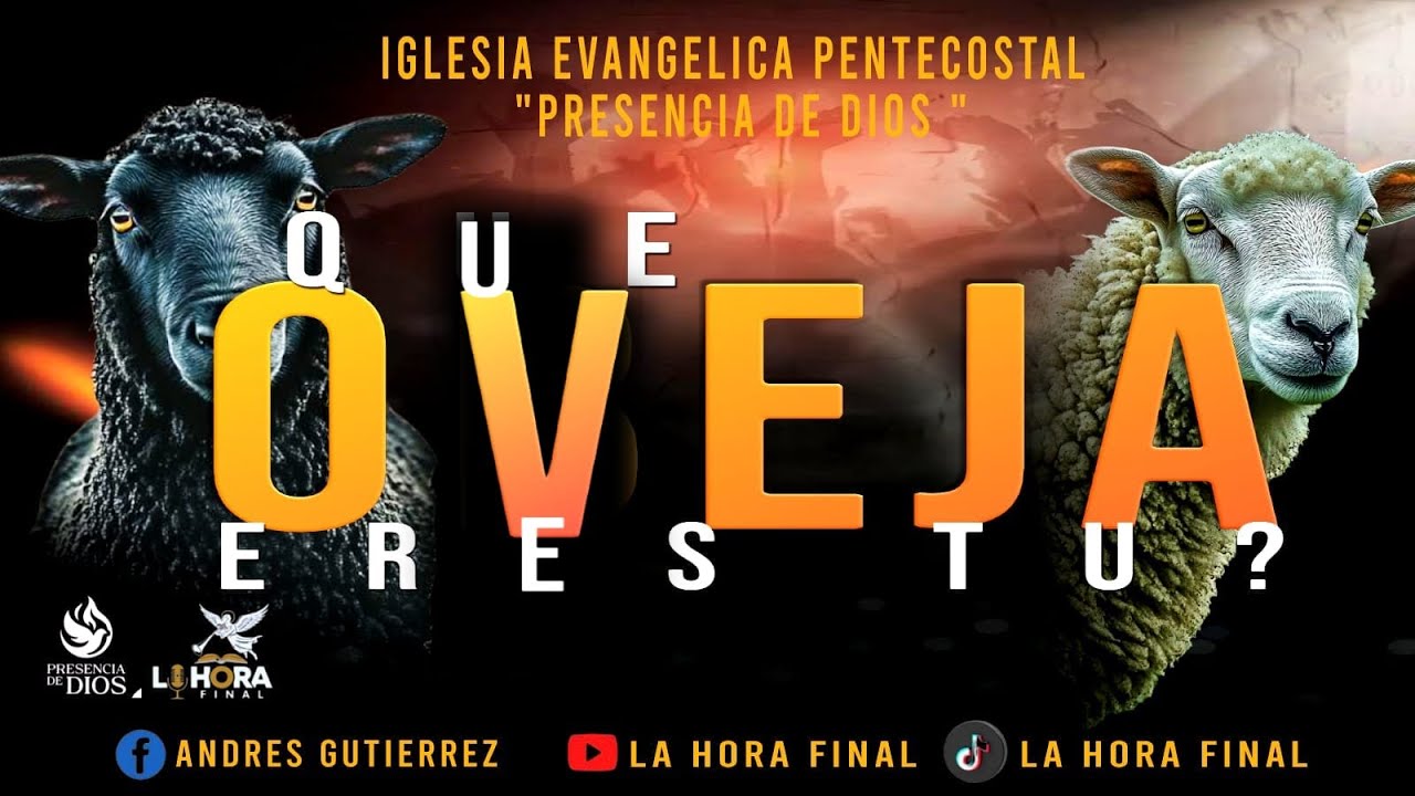 ¿QUE OVEJA ERES TÚ?