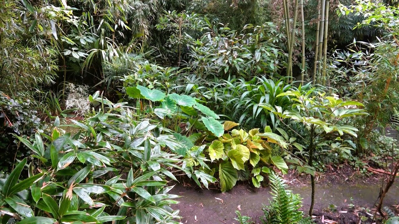 Amazing Tropical Garden Ideas