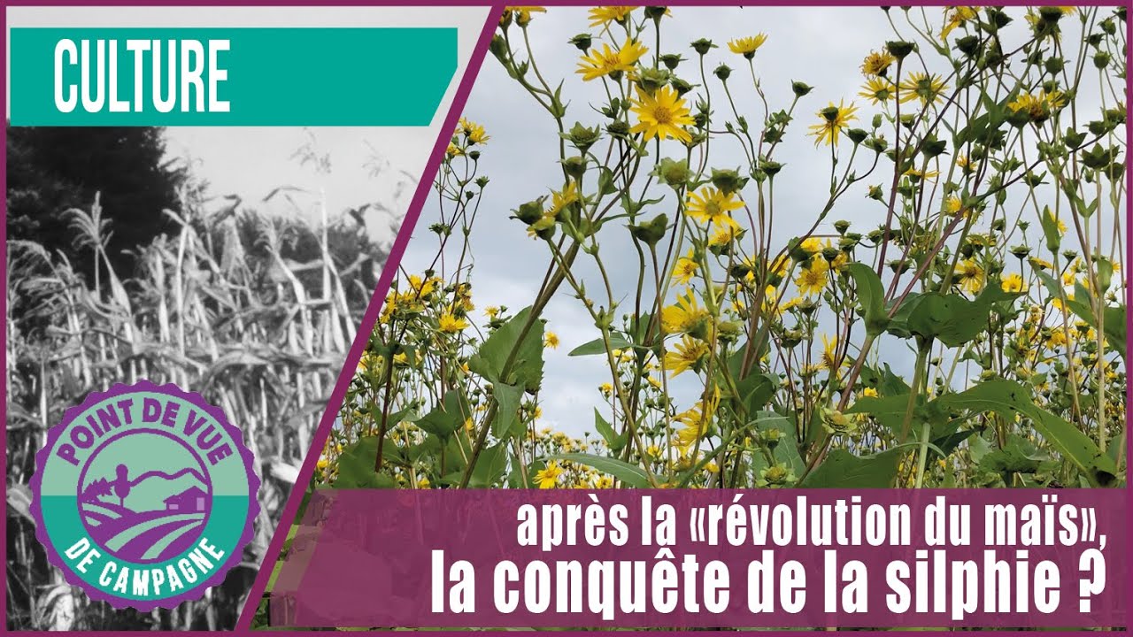 Après la « révolution du maïs », la conquête de la silphie ?