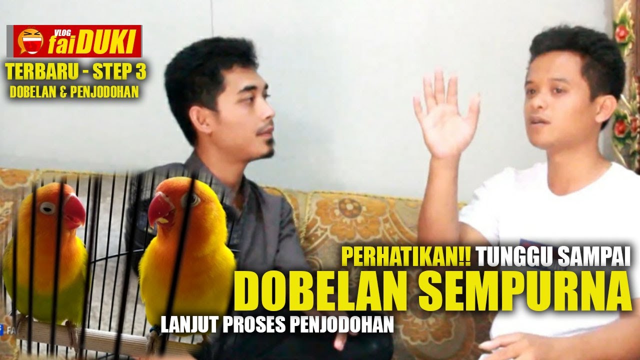 Seputar Konslet Step 3 : Ini Yang Beda!! Tunggu DOBELAN Keluar Sempurna baru PENJODOHAN