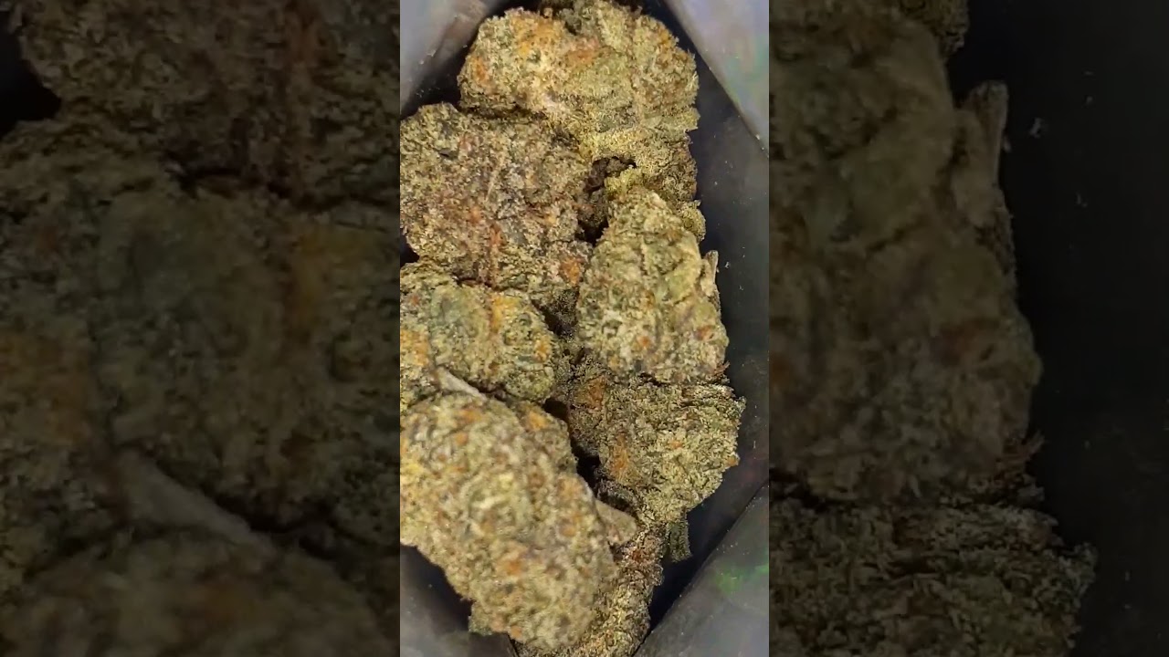 Blue Sherbet Exotic Strain