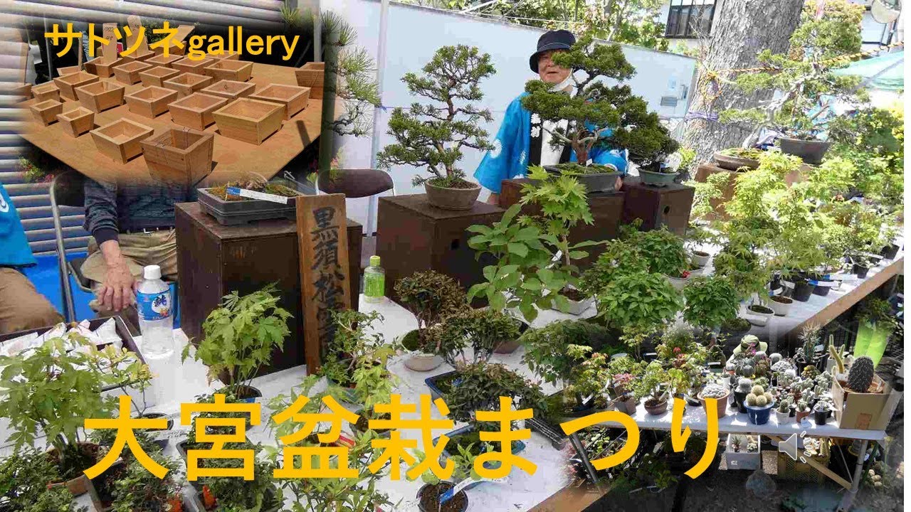 2025年５月3日、4日、５日、埼玉県さいたま市で行われている「大宮盆栽まつり」です。盆栽はみんな違うので、オリジナルの盆栽が購入できるといます思います。