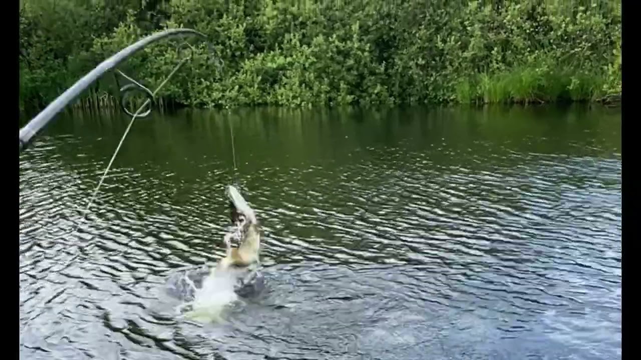Pike fishing surface popper