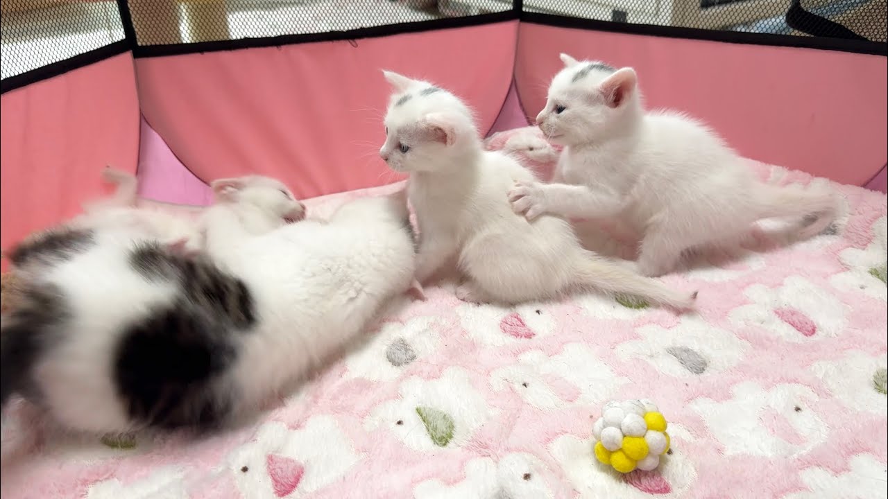 はりきりすぎちゃう子猫とのにゃんプロを心配そうに見つめる赤ちゃん猫【白玉ちゃん＆坊ちゃん＆たこやき君日記】Baby cats and kittens playing together