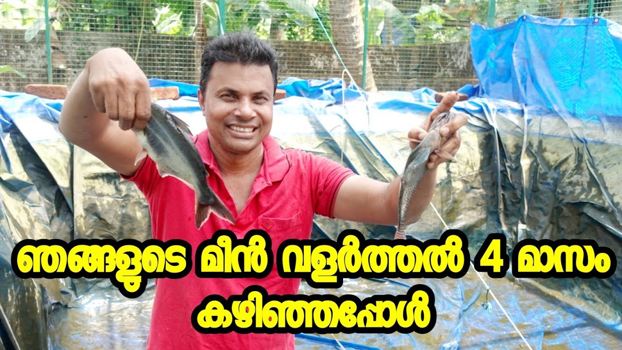 വീട്ടിൽ ഉണ്ടാക്കിയ പടുത കുളത്തിലെ മീനുകൾ നാല് മാസം പ്രായമായപ്പോൾ //AJU'S WORLD