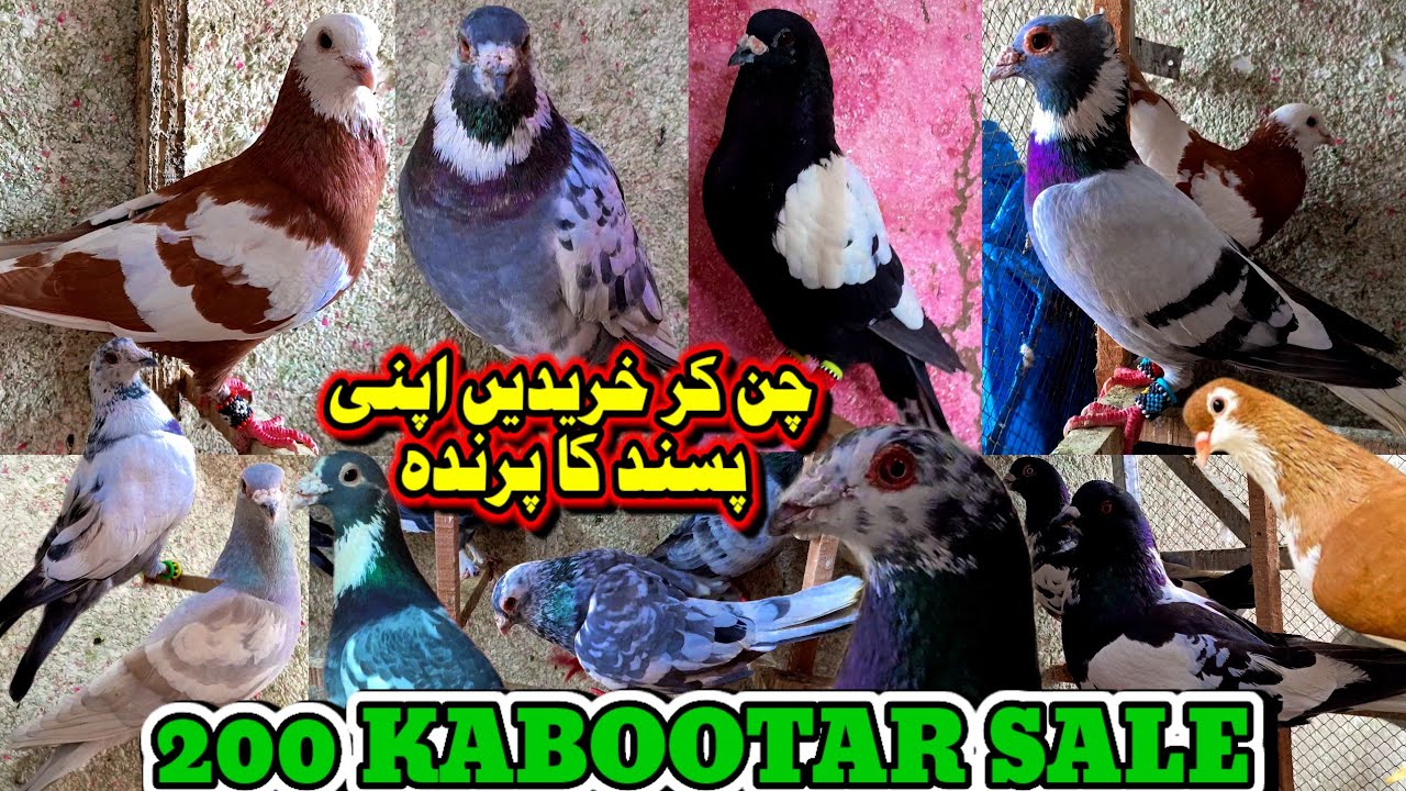 Choose And Buy The Pigeons Of Your Choice 200 Pigeons Once Again, Khan Pigeon Shop Has a Lot Of Fun😊