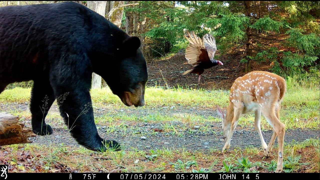 30 MINUTES of Relaxing Trail Cam Footage