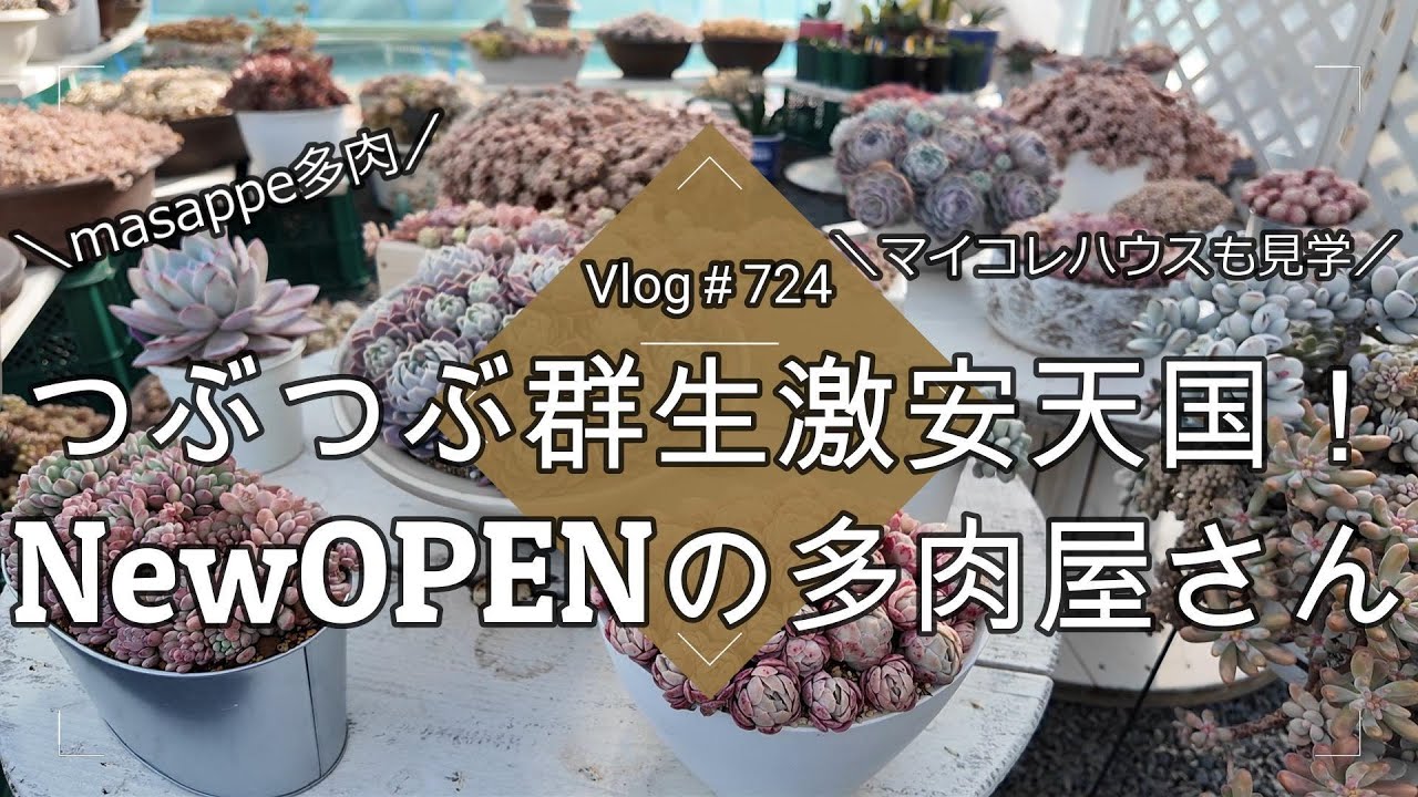 【Vlog724】【多肉植物】つぶつぶ群生激安天国！NewOPENの多肉屋さん【masappe多肉】【マイコレハウスも見学】