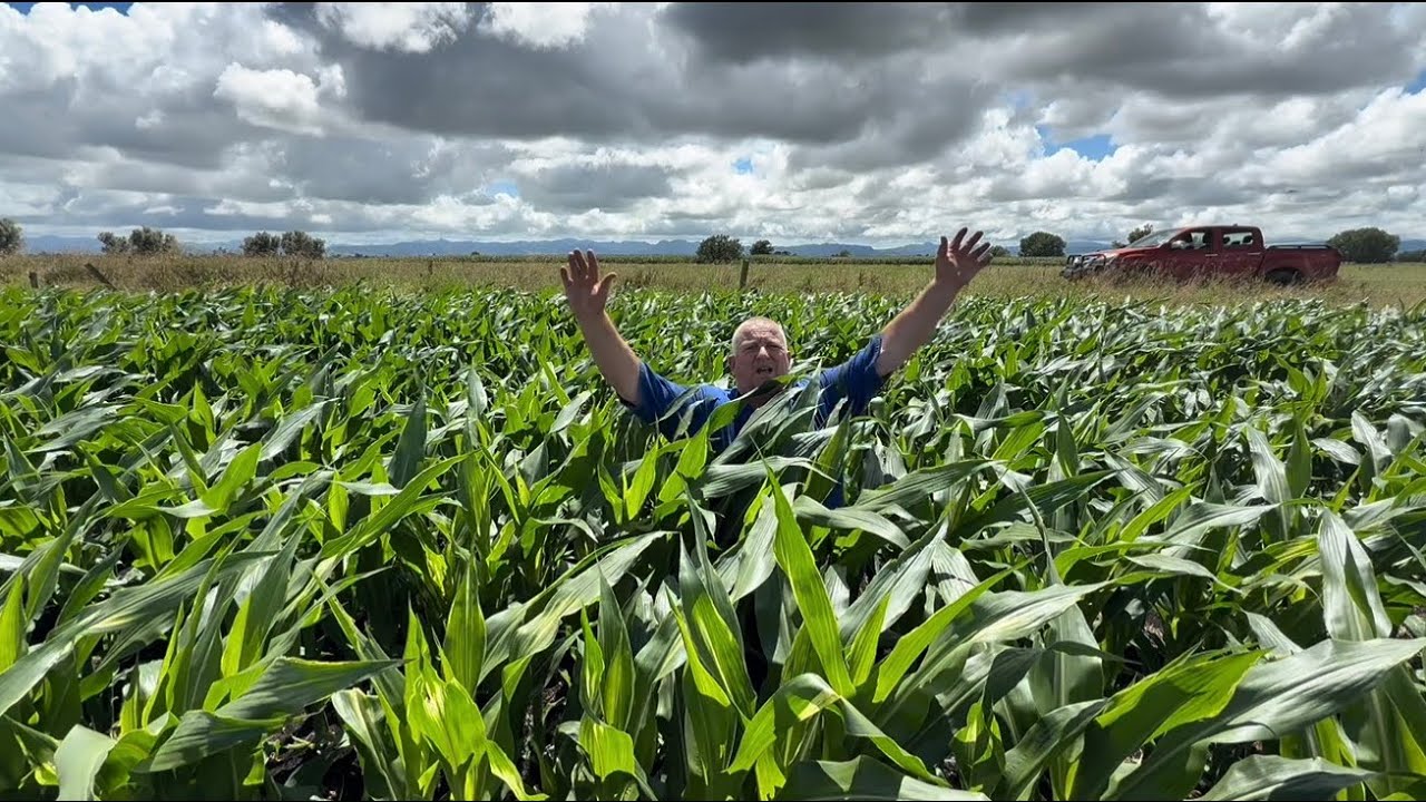 Somethings Wrong With Our Maize. Herd Test 3
