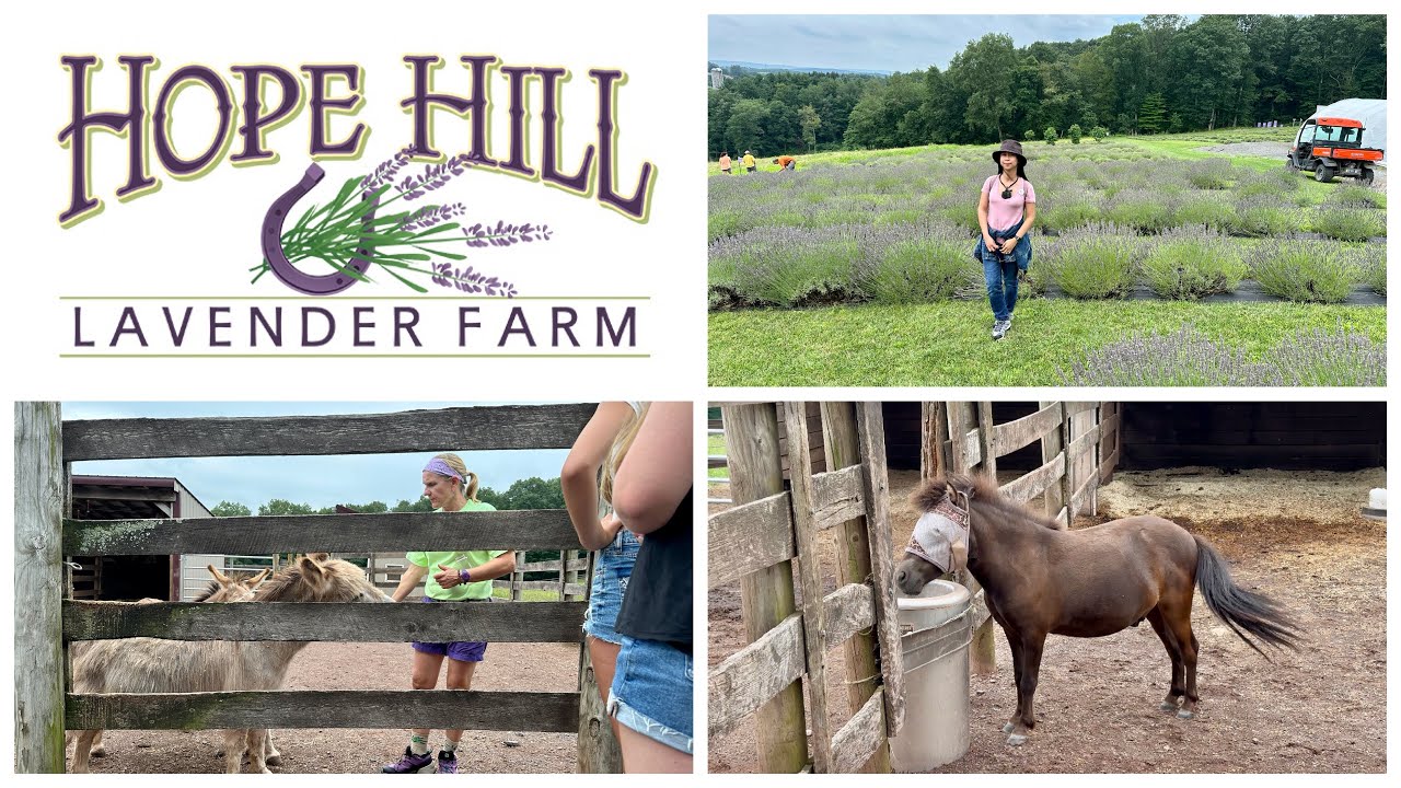 Hope Hill Lavender Farm Tour 2023 Pottsville, Pennsylvania