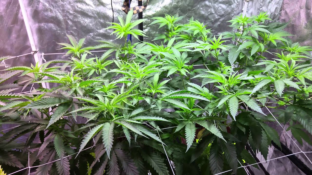 Chem4 OG Week 4 Veg SCROG / HYDRO grow