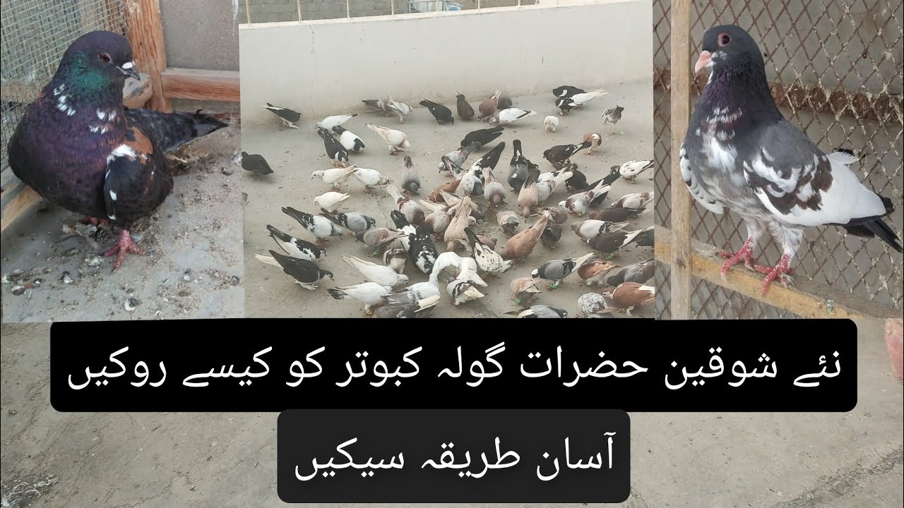 Naye Gola Kabootar kese set Karen - Bhot he asaan tareeqa sekhain - Kabootar nahin bhagenge