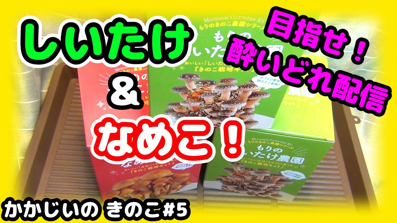 【きのこ#5】大人買い！ もりのしいたけ農園！ もりのなめこ農園！【きのこ栽培容器A】【もりのきのこ農園シリーズ】【きのこ栽培キット】
