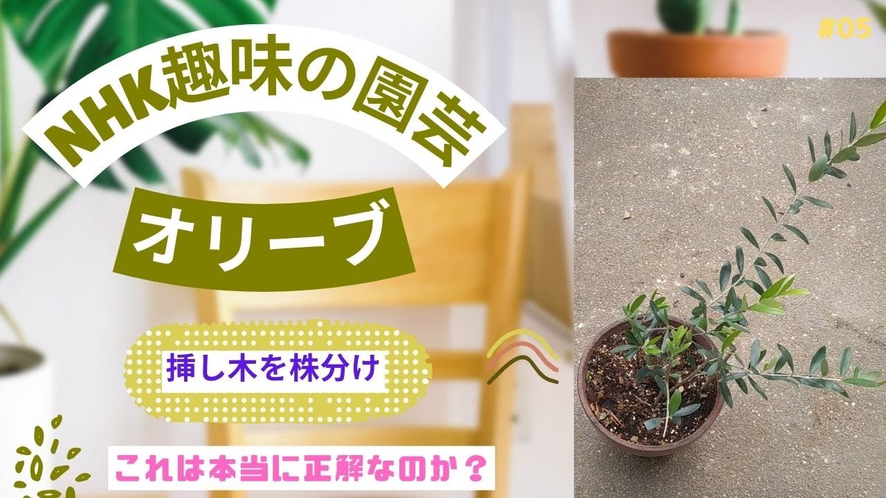 #05 【NHK 趣味の園芸 オリーブ編】オリーブ農家がオススメする植え方を挿し木で増やした苗で実践！