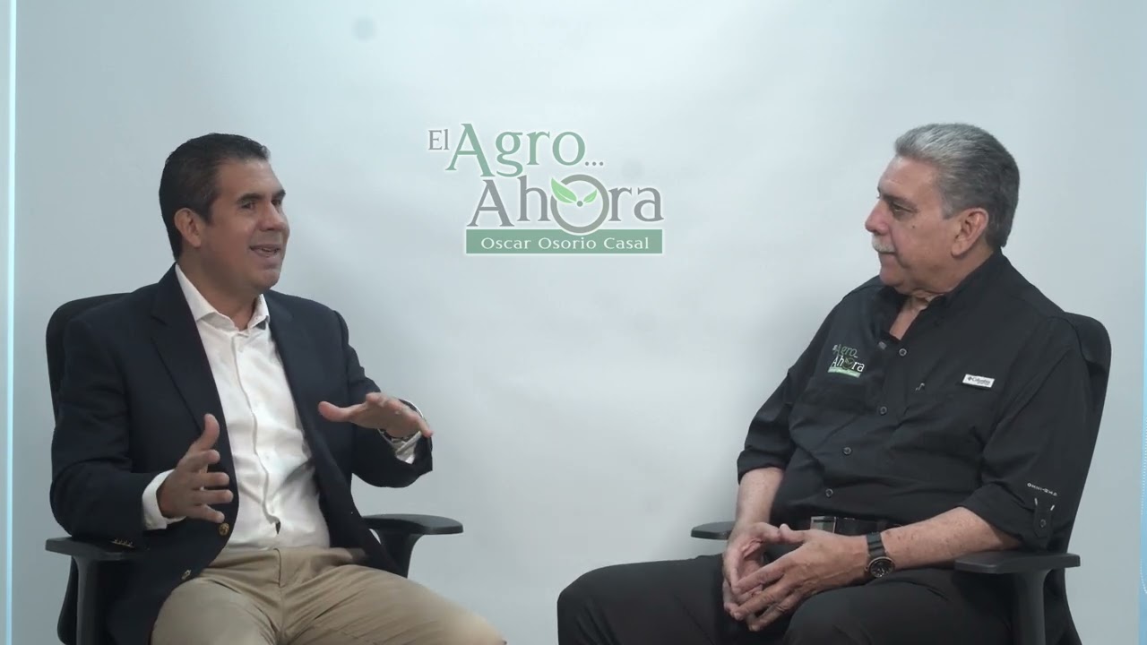 # Agro. Paulownia un árbol ideal de rápido crecimiento, 7 años.